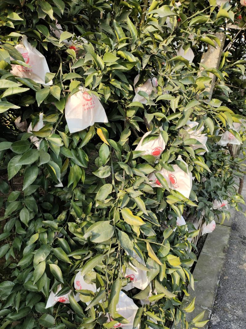 大量供应蒲江春见耙耙柑，产地一手货源支持现场看货，山地