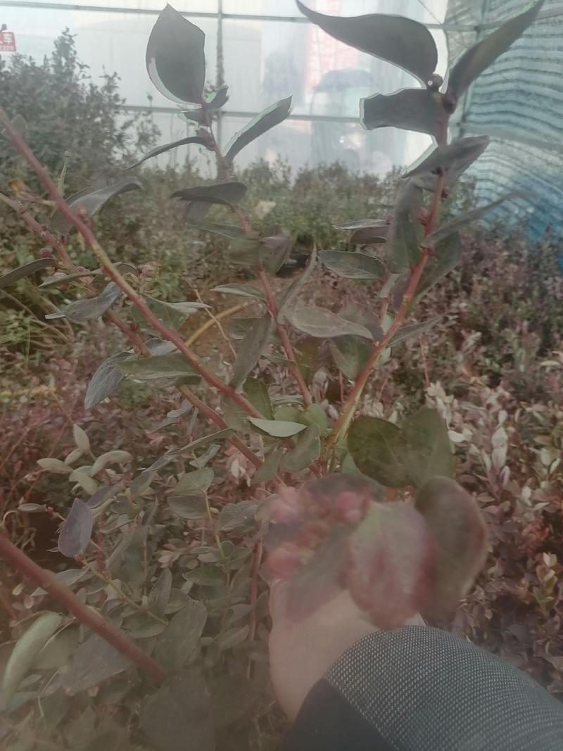 【精品】蓝莓苗（薄雾、兔眼、喜来蓝莓）包品种，带球发货