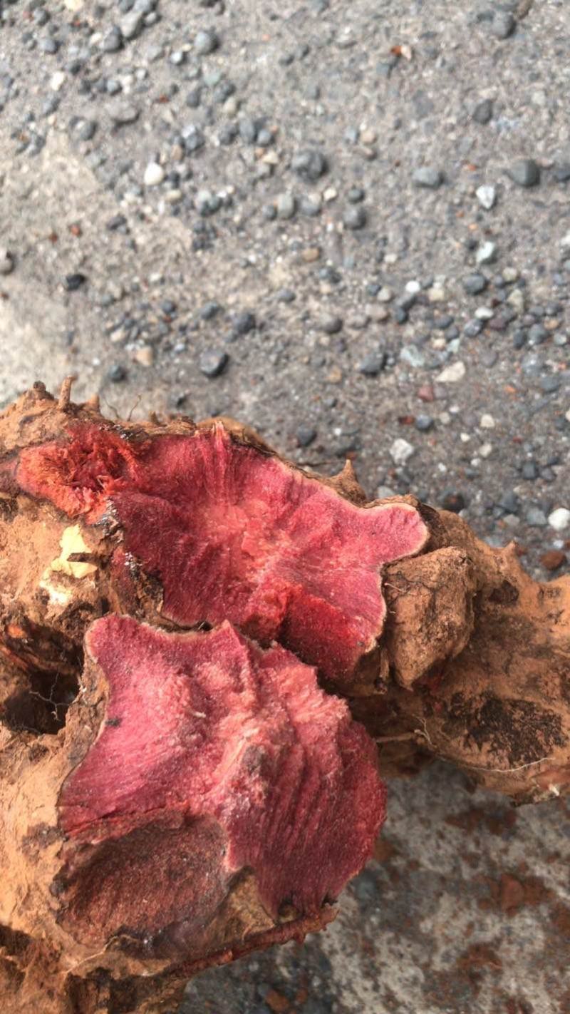 土茯苓原生土茯苓干片优质的货源没有任何添加剂