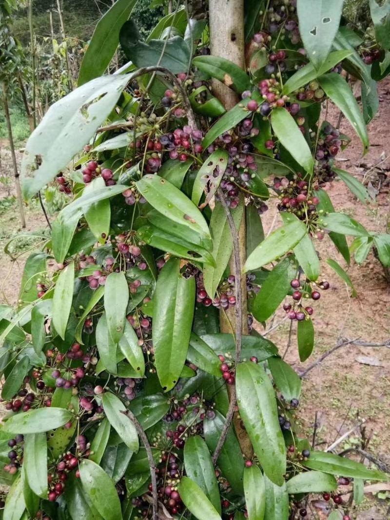 土茯苓原生土茯苓干片优质的货源没有任何添加剂