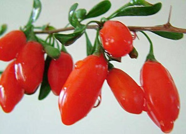 红枸杞与其他食材搭配养生食谱示意图