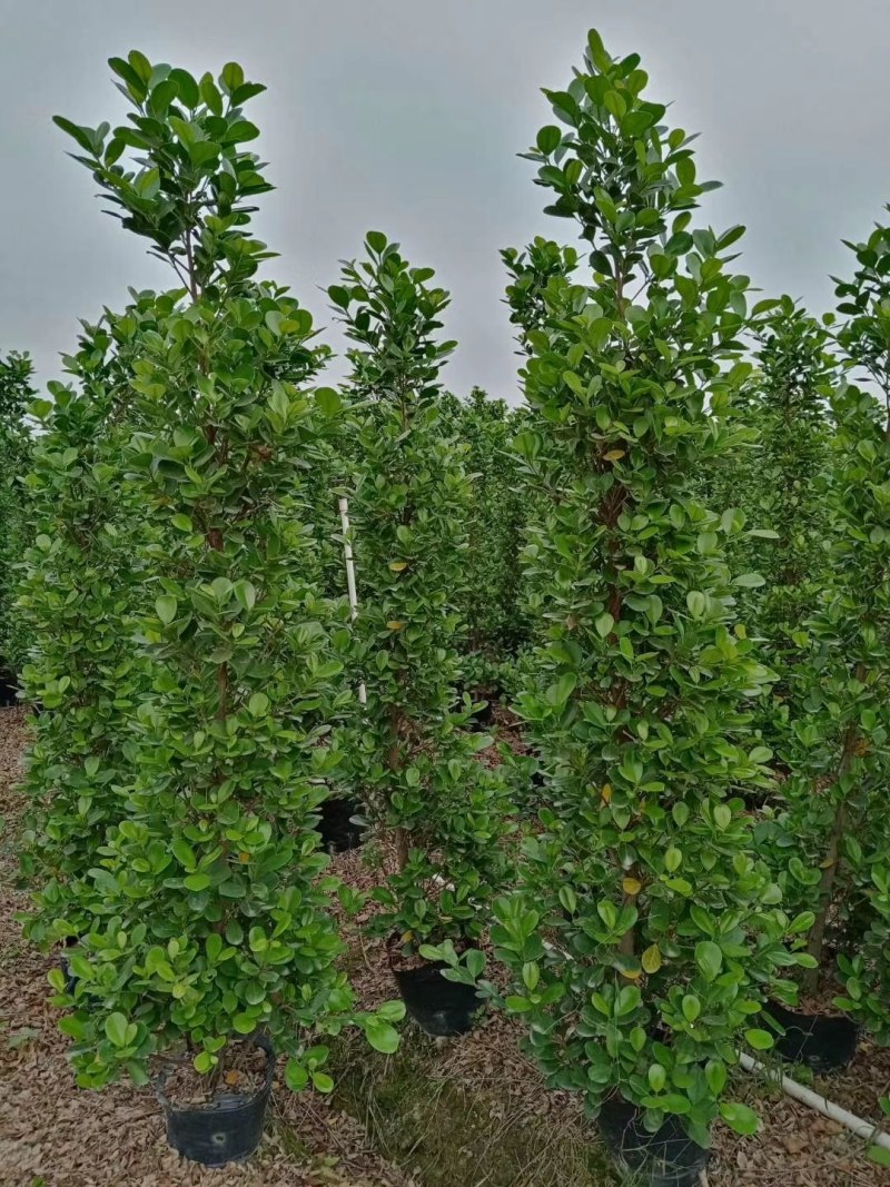 各种规格榕树盆景基地直销