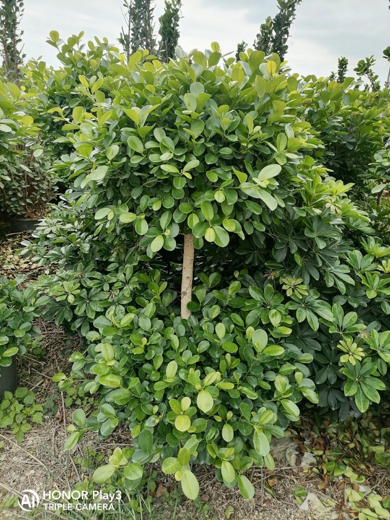各种规格榕树盆景基地直销