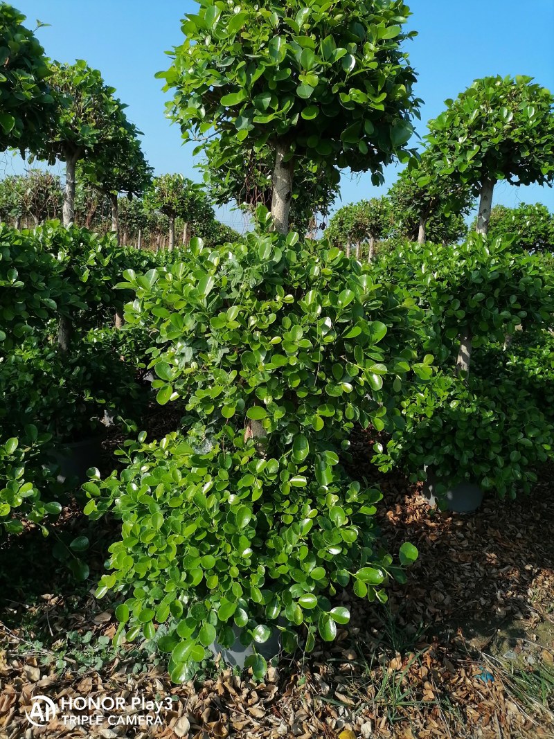 各种规格榕树盆景基地直销
