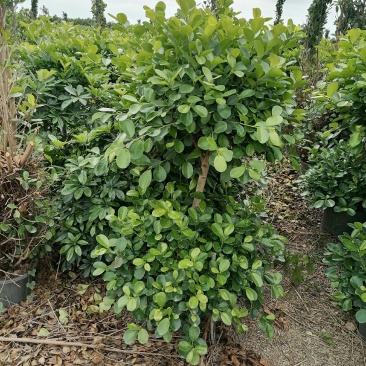 各种规格榕树盆景基地直销