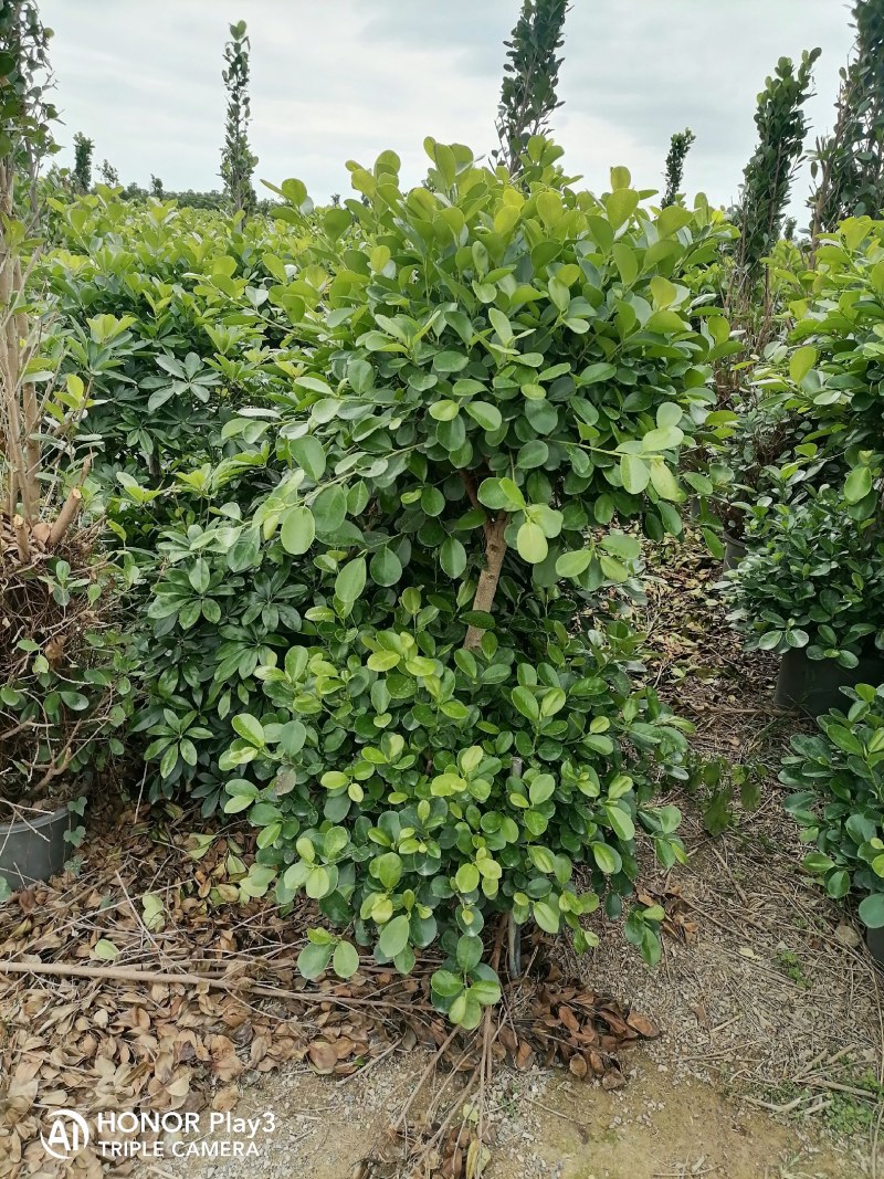 各种规格榕树盆景基地直销