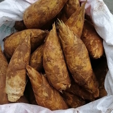 赤水黄泥冬笋好好好好好好好好好好好好好好好好好好好好好