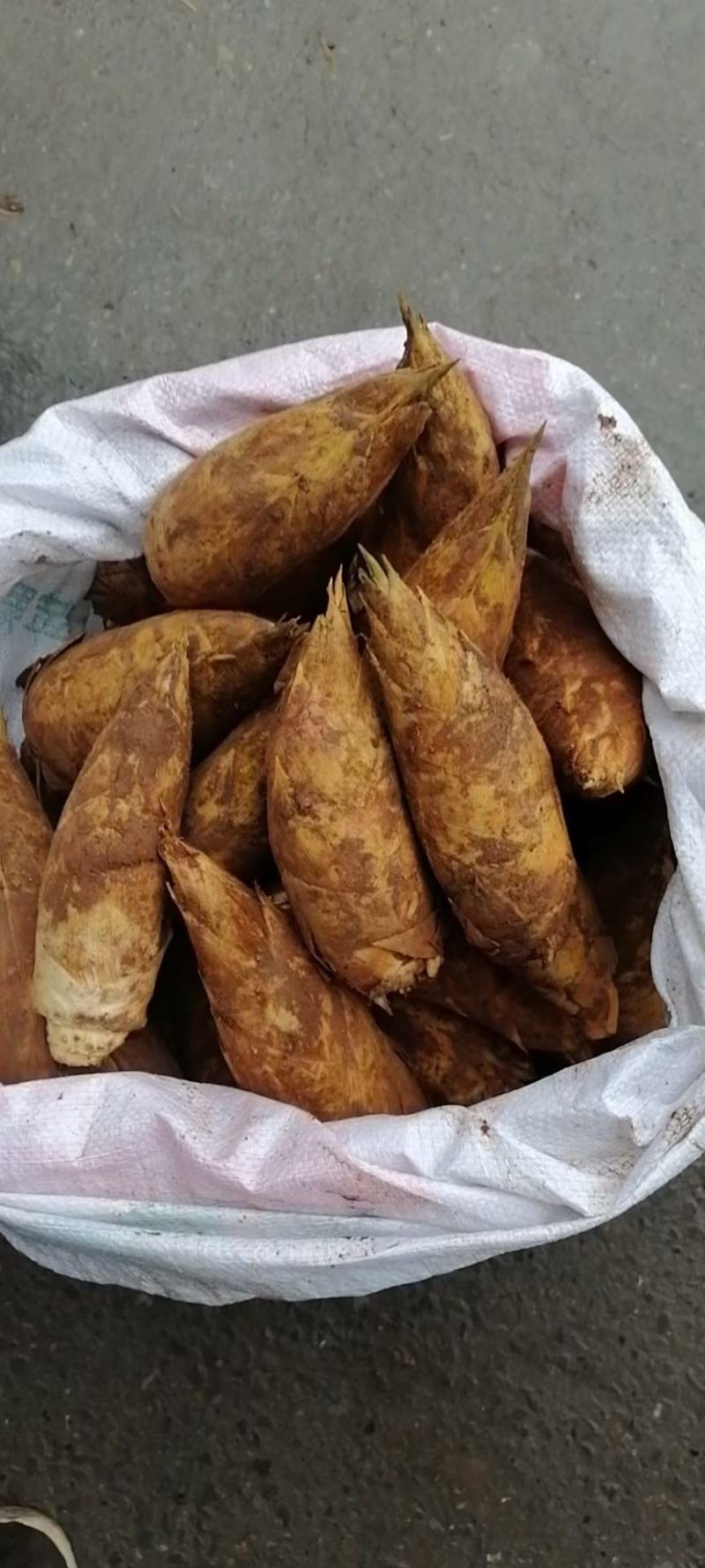 赤水黄泥冬笋好好好好好好好好好好好好好好好好好好好好好