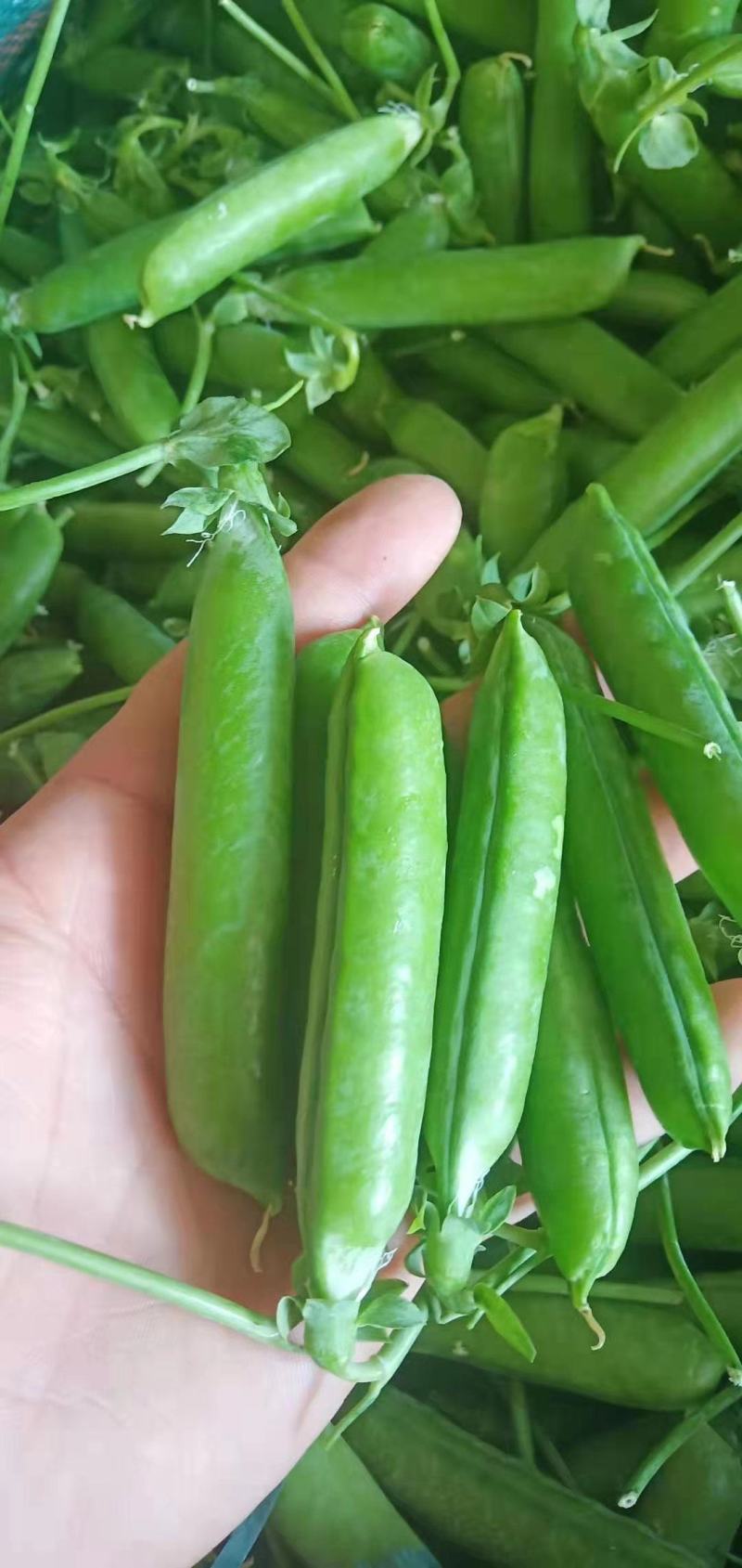 河南新鲜豌豆荚，长寿仁，大量现货供应中！