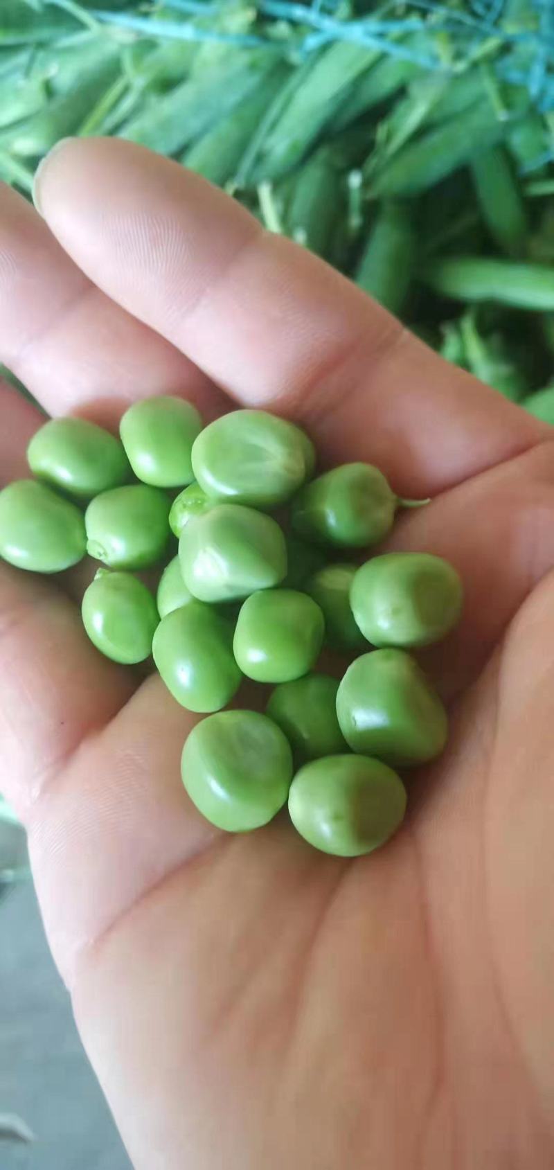 河南新鲜豌豆荚，长寿仁，大量现货供应中！