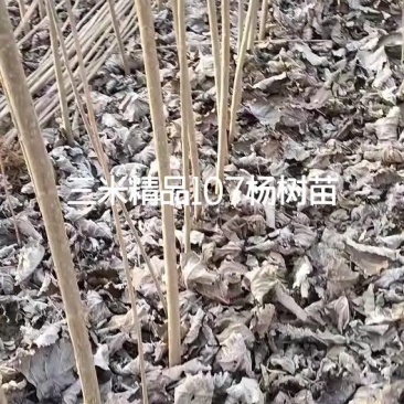 河南开封尉氏107无絮杨