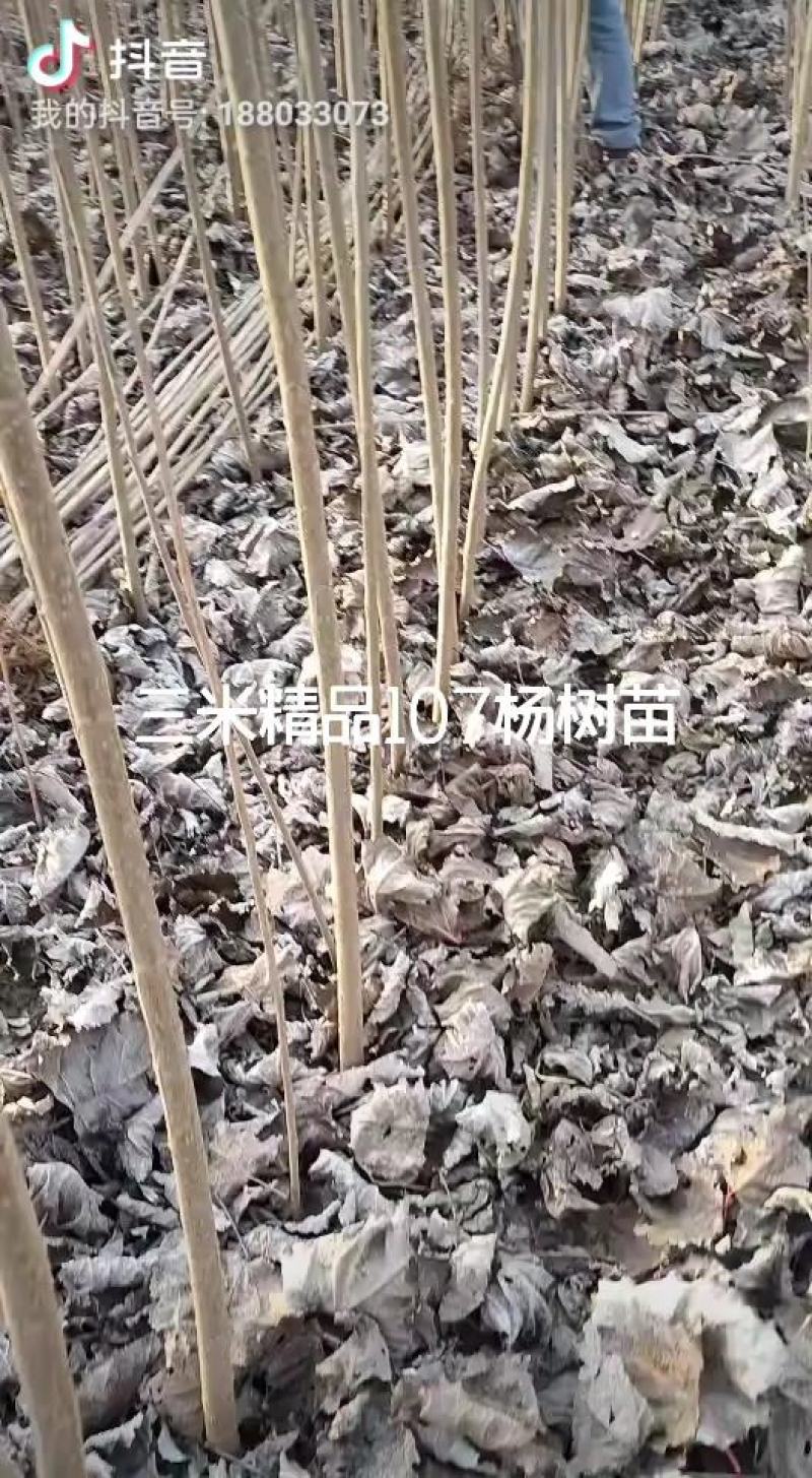 河南开封尉氏107无絮杨