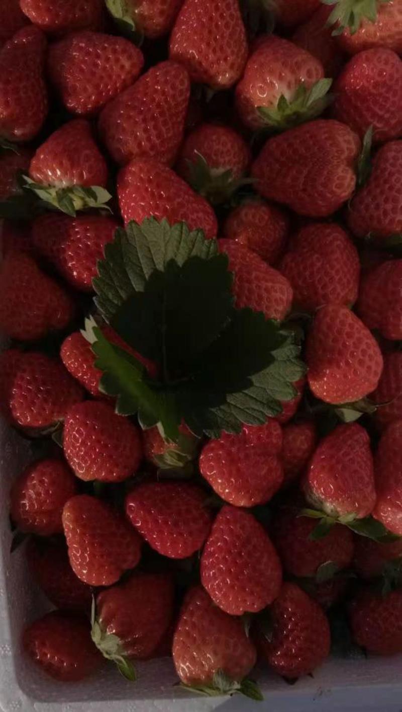 香甜草莓，久久品种，新鲜度好口感好