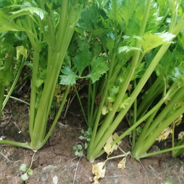 陆地芹菜！河南芹菜，颜色好，脆，全国发货，诚信代办
