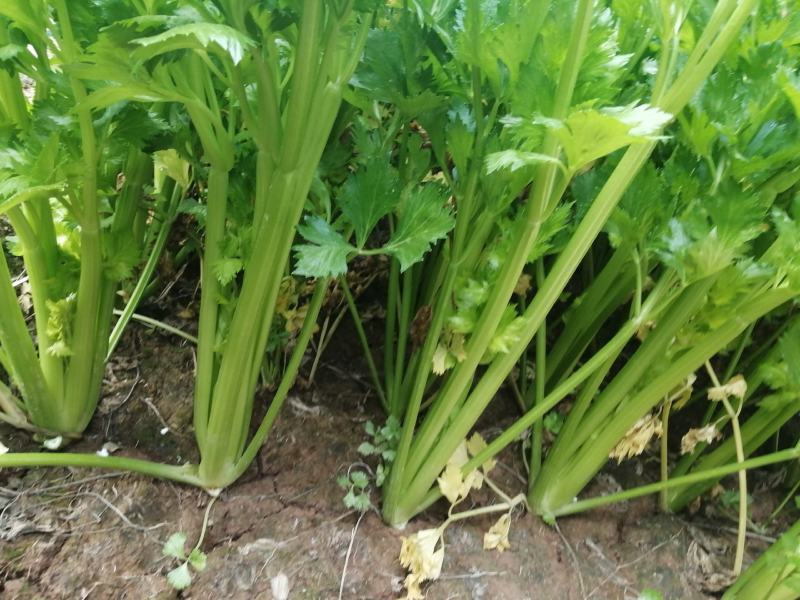 陆地芹菜！河南芹菜，颜色好，脆，全国发货，诚信代办