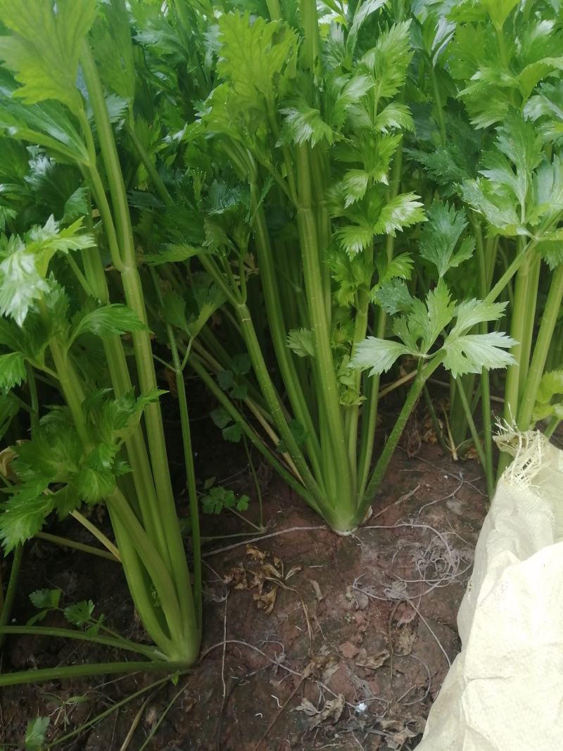 陆地芹菜！河南芹菜，颜色好，脆，全国发货，诚信代办