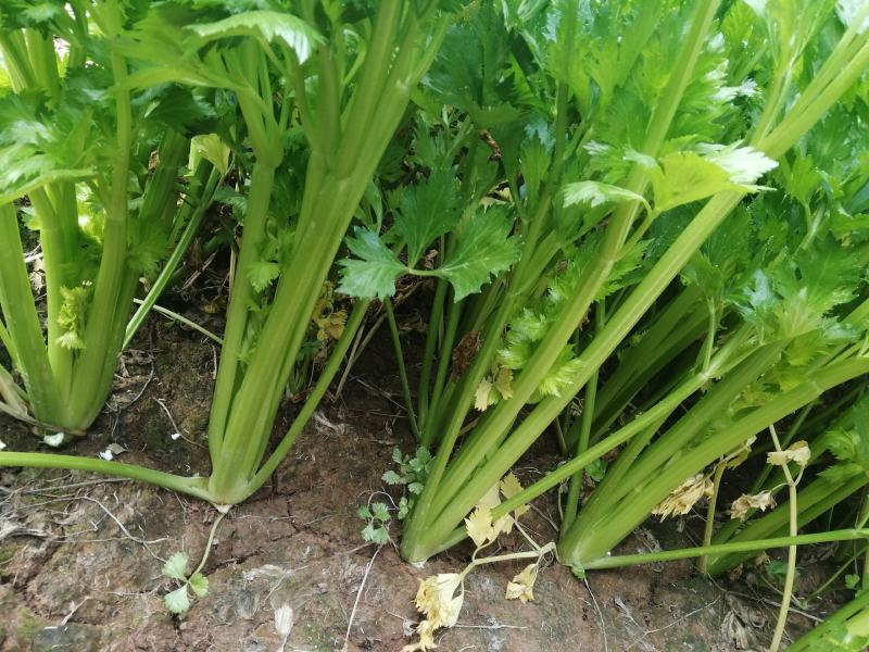 陆地芹菜！河南芹菜，颜色好，脆，全国发货，诚信代办
