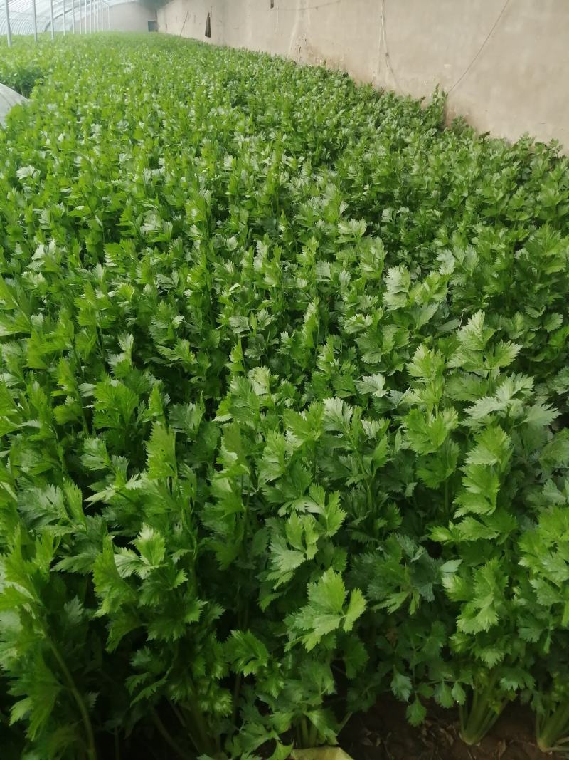 陆地芹菜！河南芹菜，颜色好，脆，全国发货，诚信代办