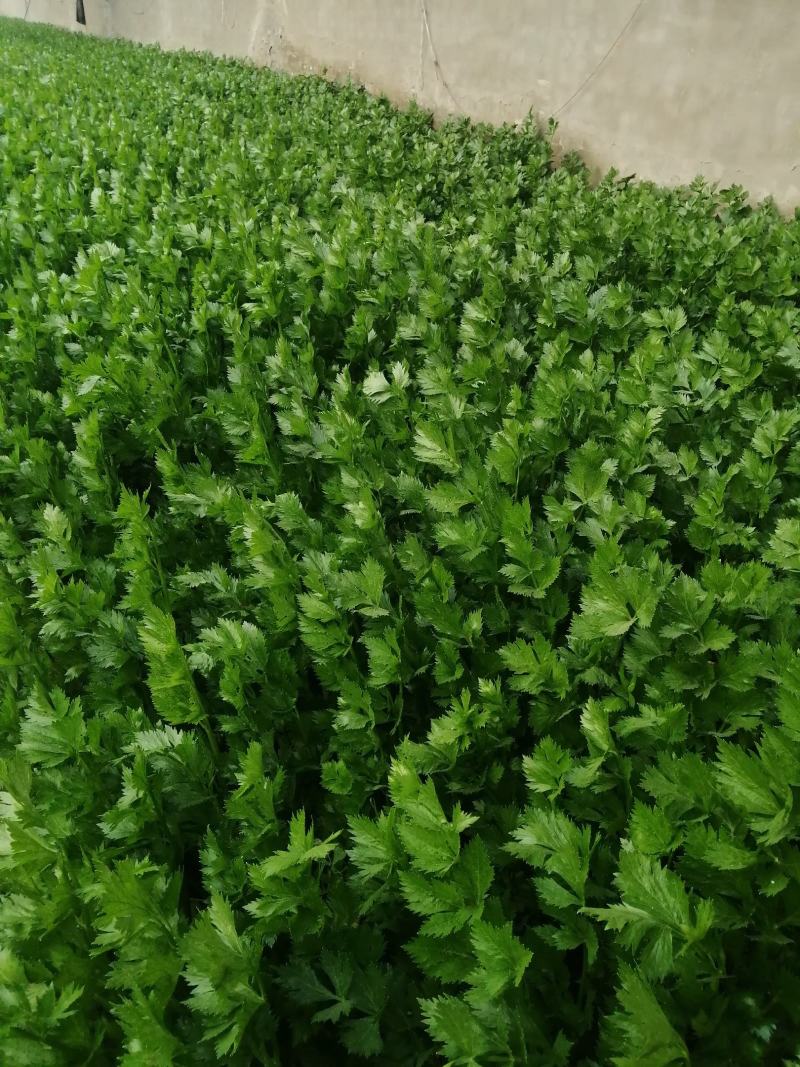 陆地芹菜！河南芹菜，颜色好，脆，全国发货，诚信代办