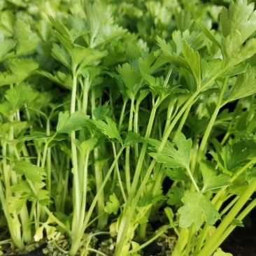 精品芹菜苗，法国皇后芹苗，优质，抗病，高产，