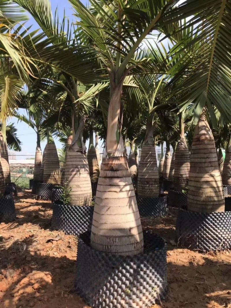 精品酒瓶棕榈树福建种植基地大量现货低价批发