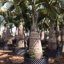 精品酒瓶棕榈树福建种植基地大量现货低价批发