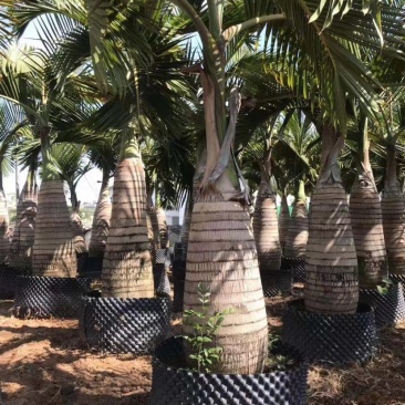 精品酒瓶棕榈树福建种植基地大量现货低价批发