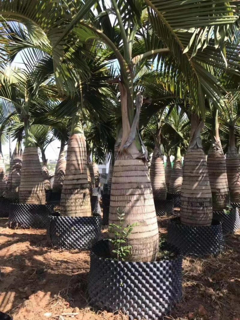 精品酒瓶棕榈树福建种植基地大量现货低价批发