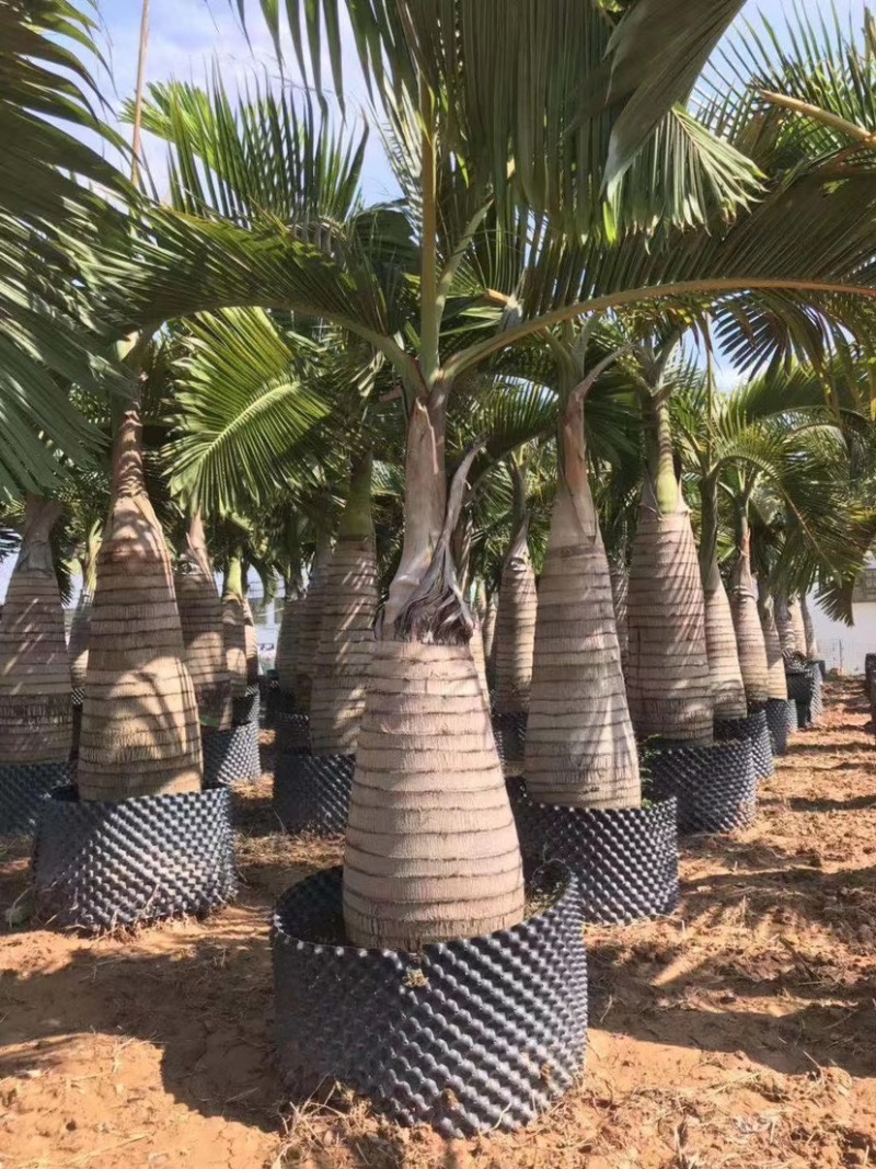 精品酒瓶棕榈树福建种植基地大量现货低价批发
