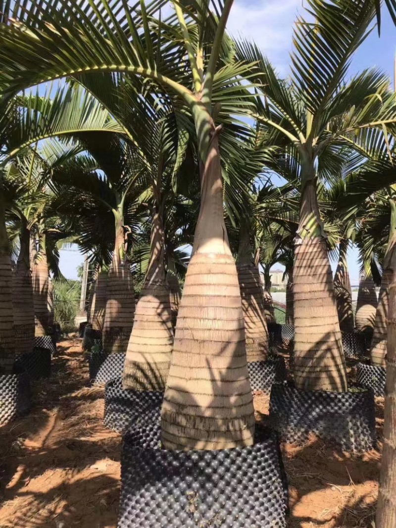 精品酒瓶棕榈树福建种植基地大量现货低价批发