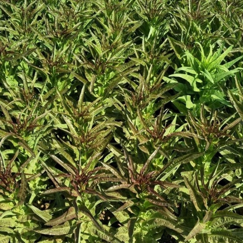 热销-江苏精品莴苣大量上市中产地直销货源充足节日特惠