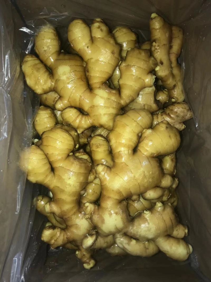 大黄姜批发山东生姜产地小黄姜种地窖储存