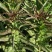 热卖-江苏精品红叶香莴苣-产地直发提前预定-节日特惠