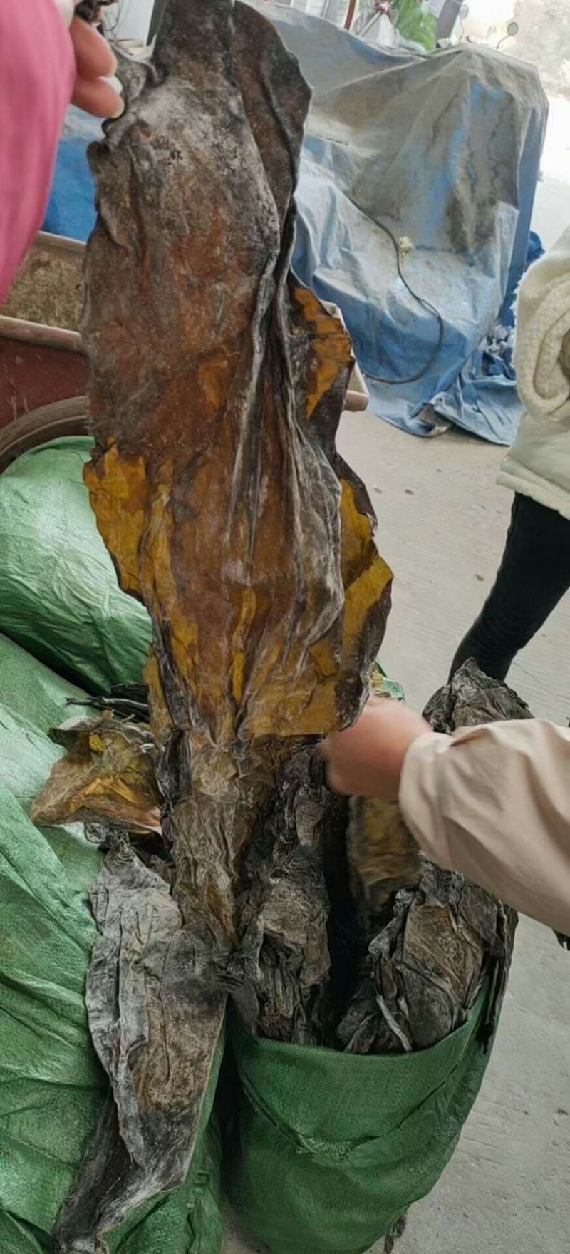海带皮都是好货