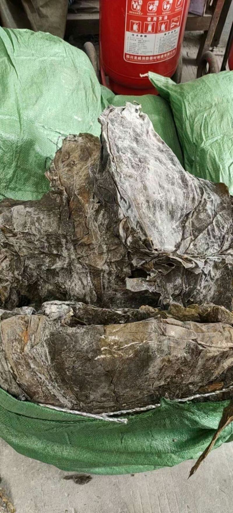 海带皮都是好货