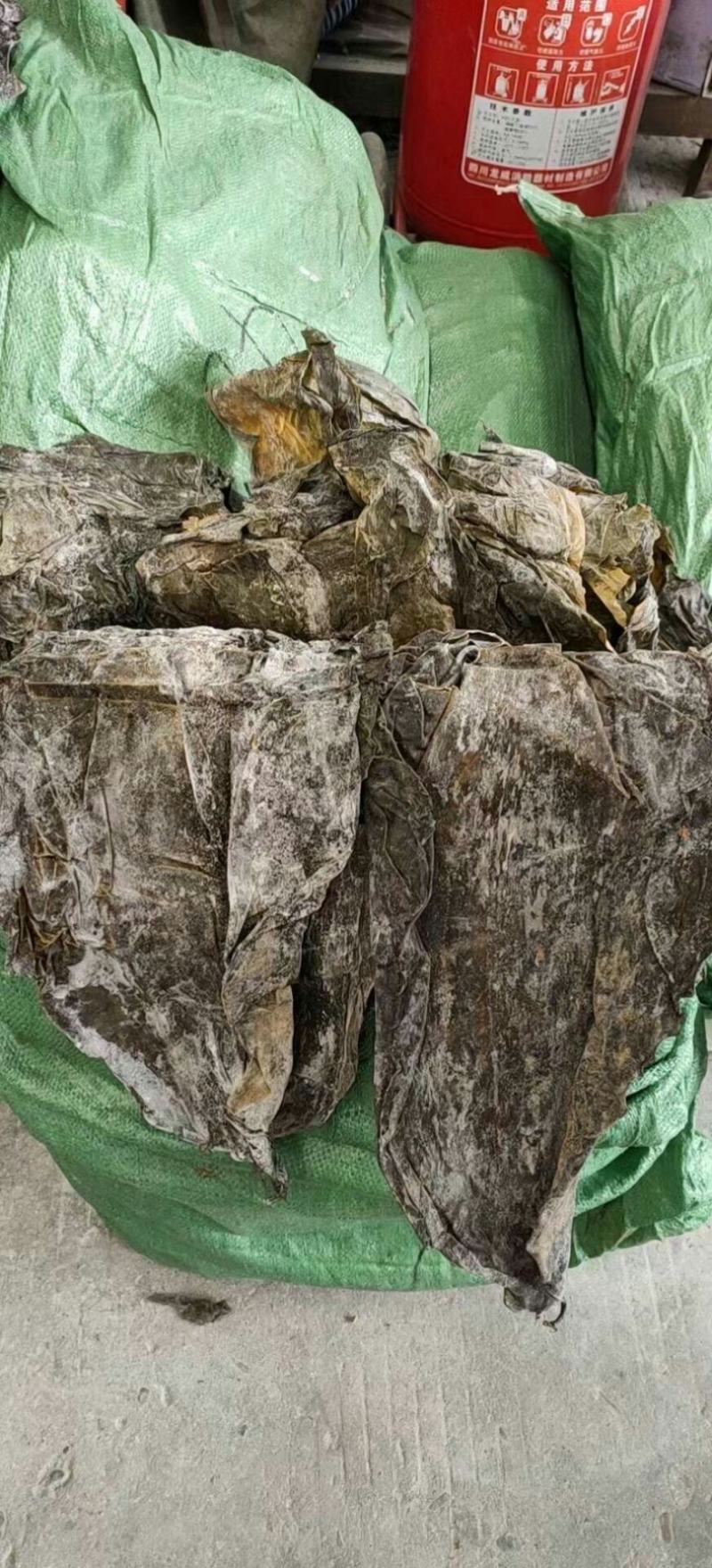海带皮都是好货