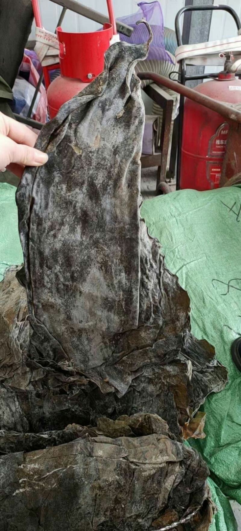 海带皮都是好货