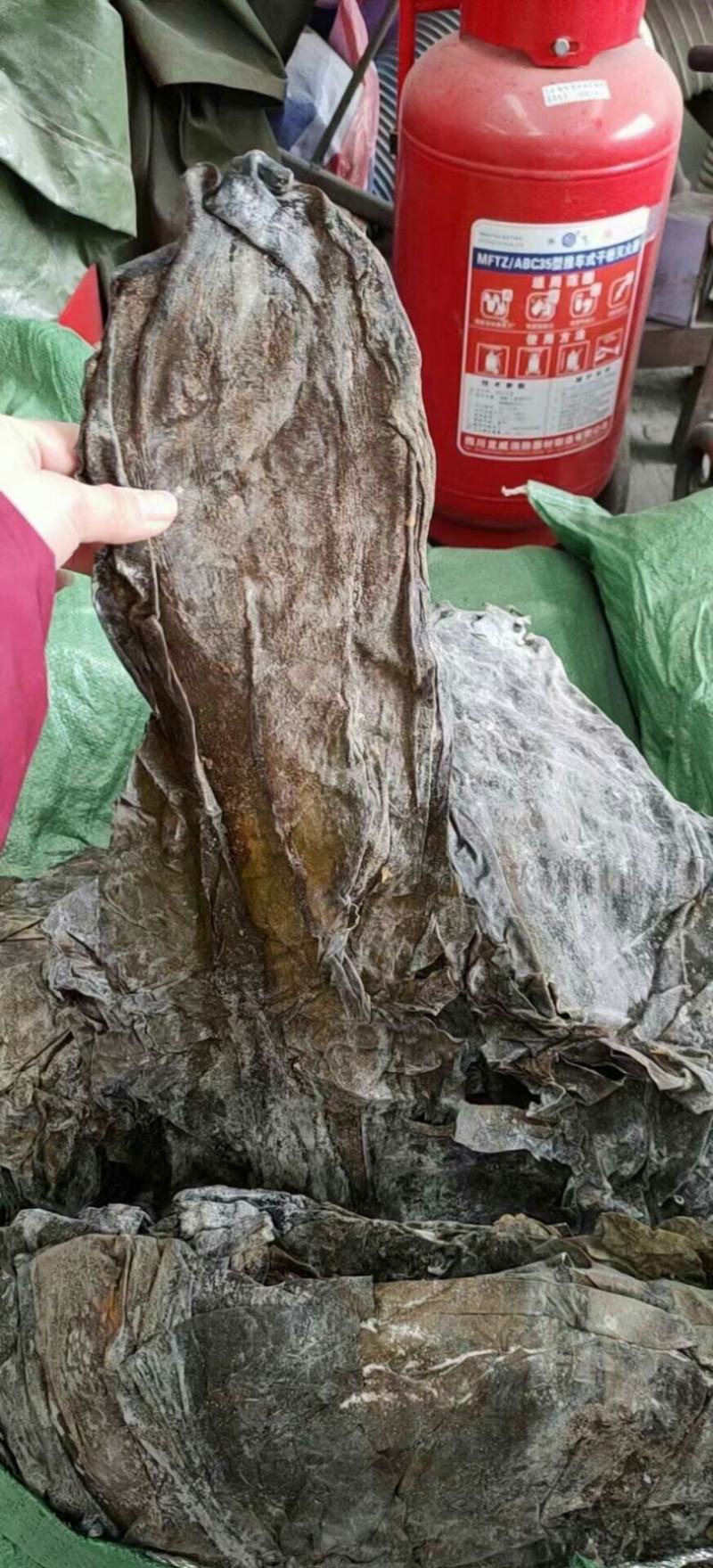 海带皮都是好货