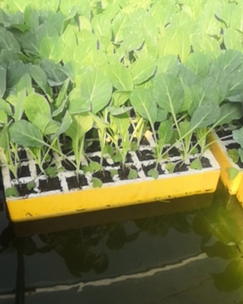 牛心甘蓝苗，抗病性强，根系好，苗蒲肥壮，耐肥性好