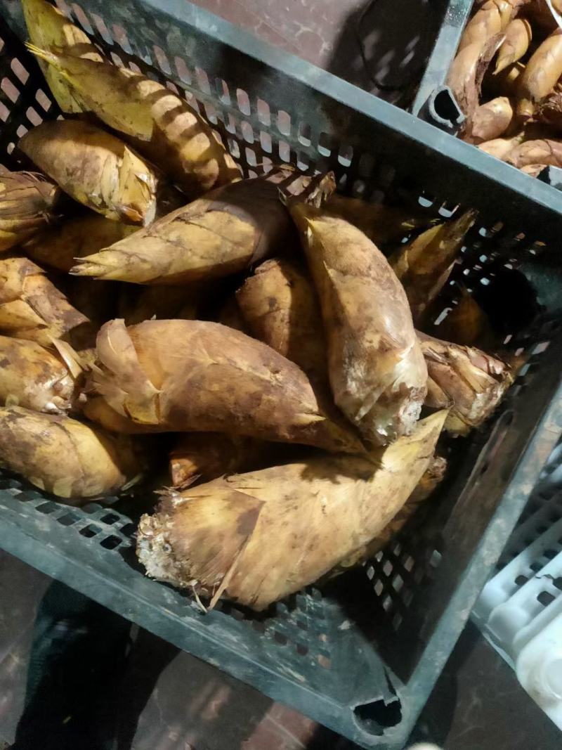赤水黄泥冬笋好好好好好好好好好好好好好好好好好好好好好