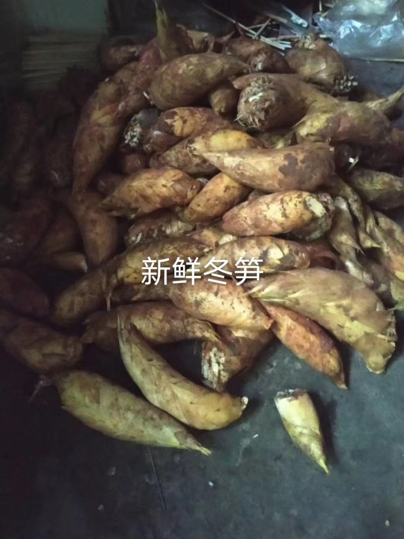 赤水黄泥冬笋好好好好好好好好好好好好好好好好好好好好好