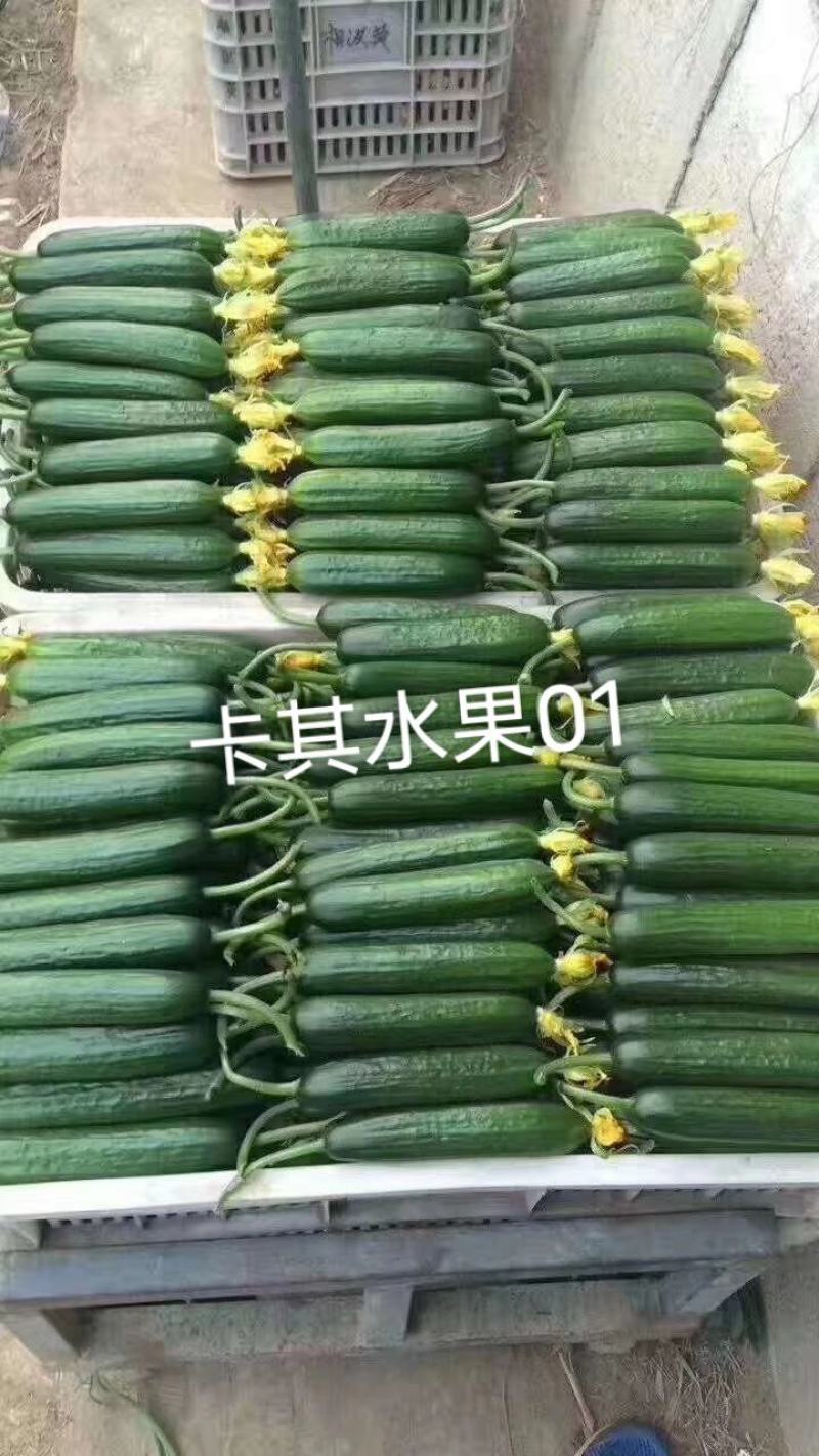 荷兰小黄瓜种子,全雌系无刺清香脆甜水果黄瓜种子大面积种植