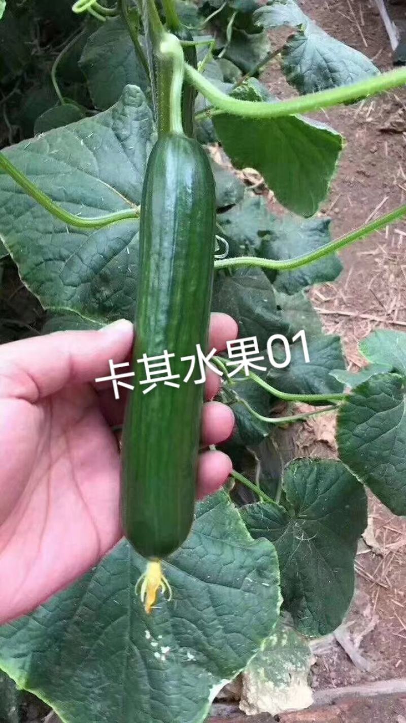 荷兰小黄瓜种子,全雌系无刺清香脆甜水果黄瓜种子大面积种植