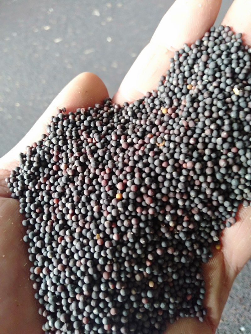 精品油菜籽，保质保量，诚信经营，