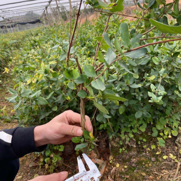 四季金银花种苗