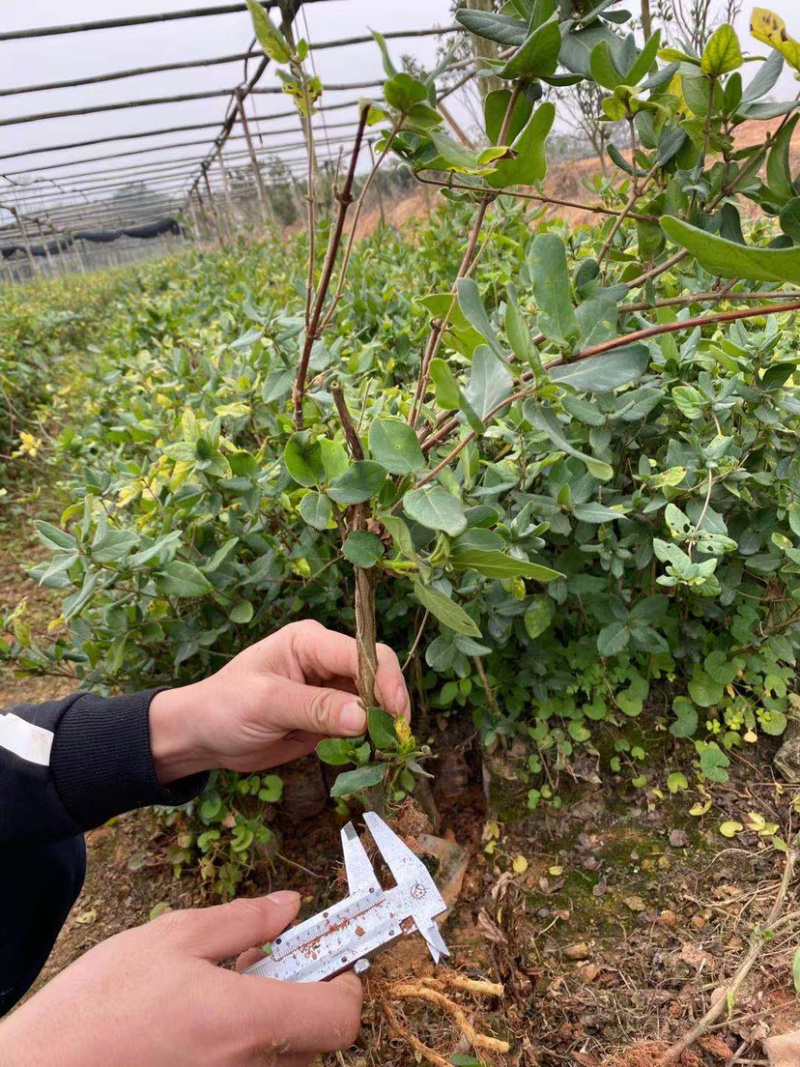 四季金银花种苗