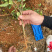四季金银花种苗