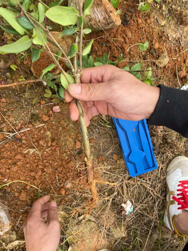 四季金银花种苗