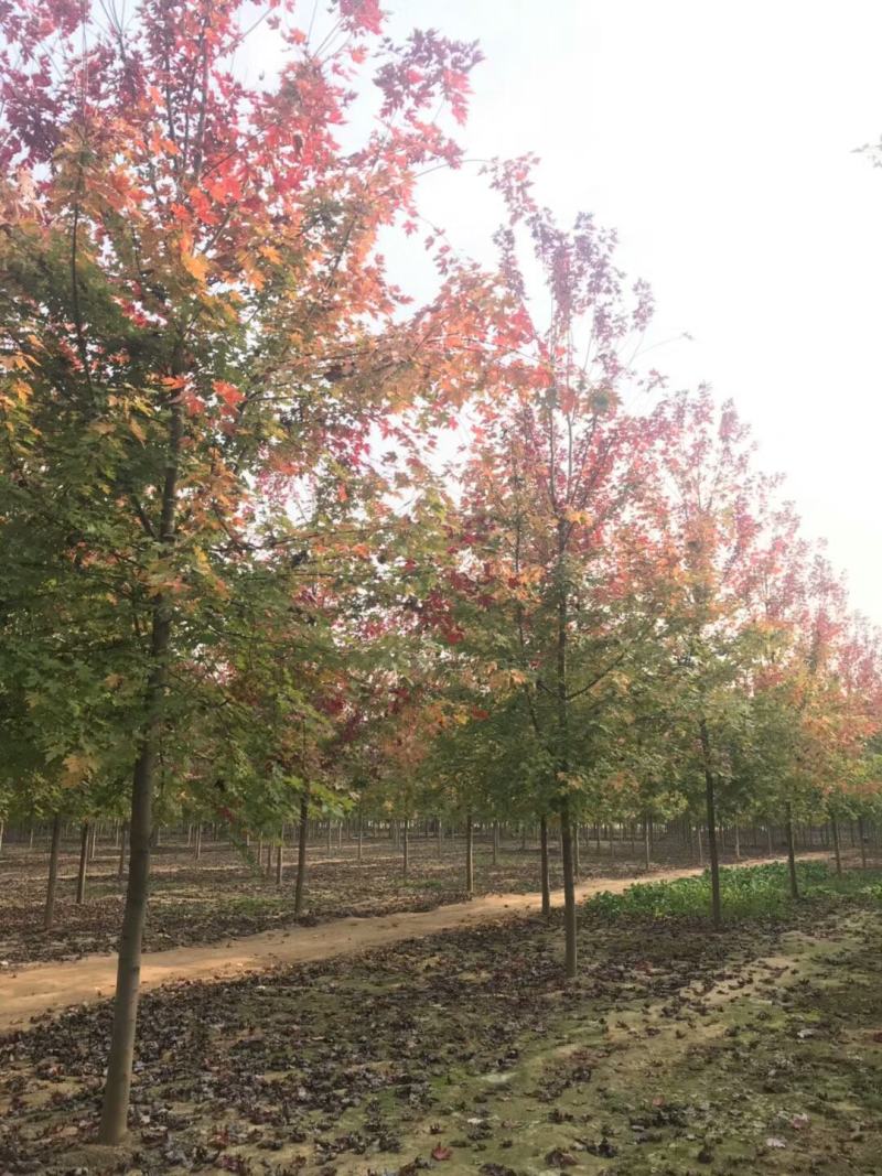 供应各种规格的美国红枫红冠十月光辉红点秋火焰苗圃直销保证