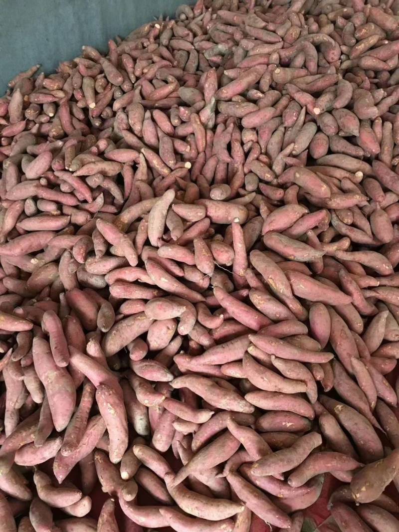 红嘉，红皮白心，红薯，口感好，干，面，甜